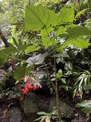Clerodendrum