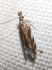 Sophronia sicariellus