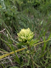 Castilleja lutescens