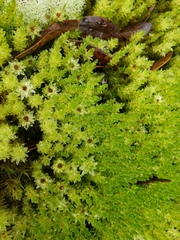 Pulchrinodus inflatus