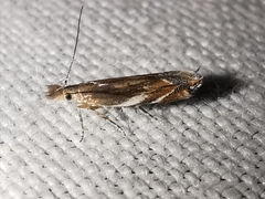 Sophronia sicariellus
