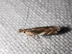 Sophronia sicariellus
