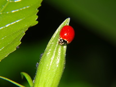Cycloneda sanguinea