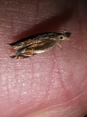 Sophronia sicariellus