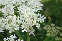Heracleum sphondylium pyrenaicum