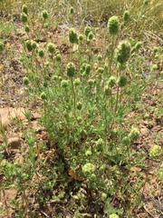 Sanguisorba occidentalis