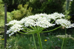 Heracleum sphondylium pyrenaicum