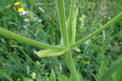 Heracleum sphondylium pyrenaicum