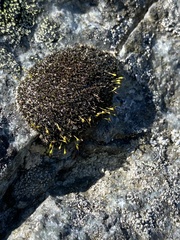 Grimmia donniana