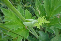 Heracleum sphondylium pyrenaicum
