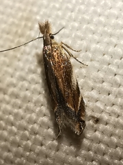 Sophronia sicariellus