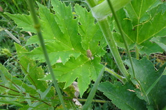 Heracleum sphondylium pyrenaicum