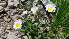 Leucanthemum halleri