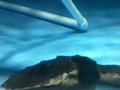 Caretta caretta