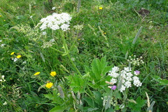 Heracleum sphondylium pyrenaicum