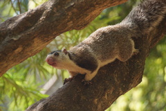 Ratufa macroura