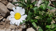 Leucanthemum halleri