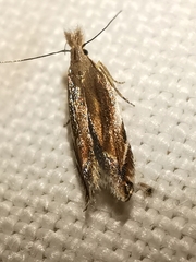 Sophronia sicariellus