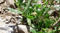 Leucanthemum halleri