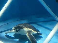 Caretta caretta