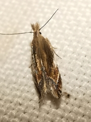 Sophronia sicariellus