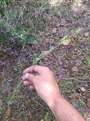 Sanguisorba occidentalis