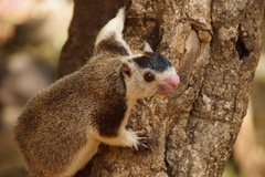 Ratufa macroura