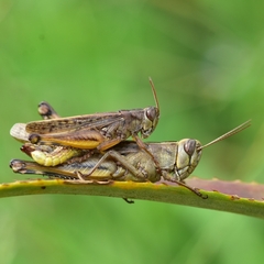 Eyprepocnemis plorans