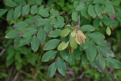 Glochidion billardierei