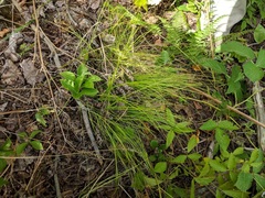 Carex brunnescens sphaerostachya