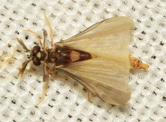 Pseudoxenos heydeni