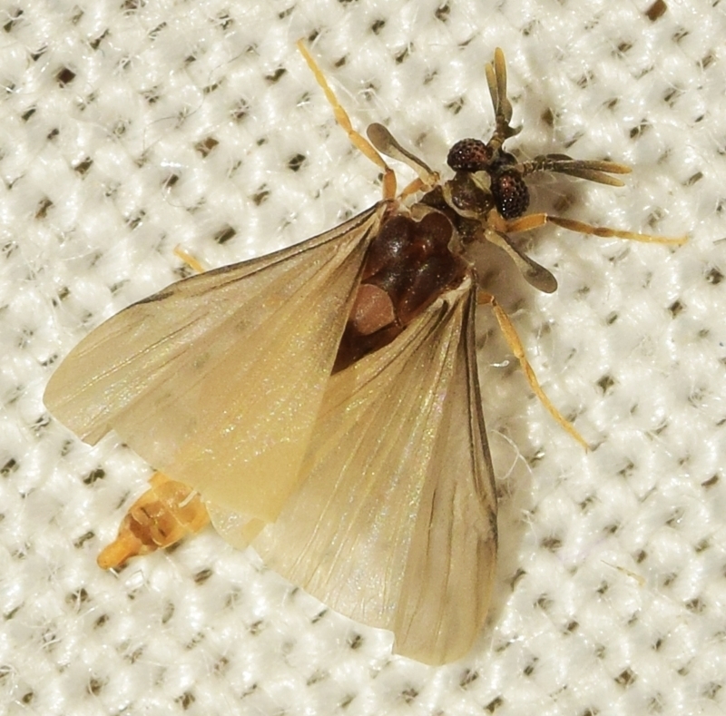 Xenidae