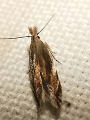 Sophronia sicariellus