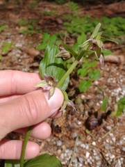 Epipactis