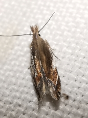 Sophronia sicariellus