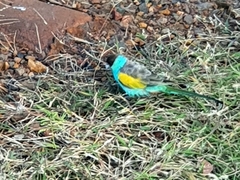 Psephotus dissimilis