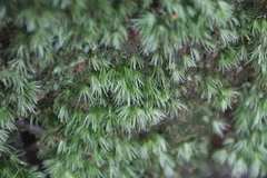 Leucobryum scabrum
