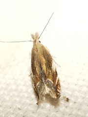 Sophronia sicariellus