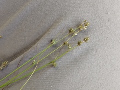 Carex brunnescens sphaerostachya