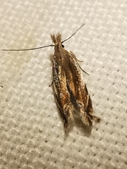 Sophronia sicariellus