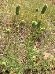 Sanguisorba occidentalis
