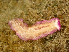 Pseudoceros goslineri