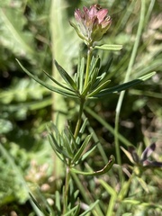Dracocephalum ruyschiana