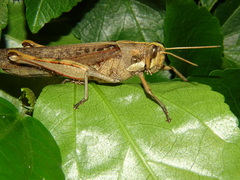 Schistocerca nitens