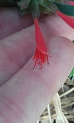 Monardella macrantha