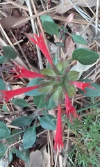 Monardella macrantha