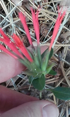 Monardella macrantha