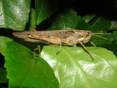 Schistocerca nitens
