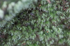 Leucobryum scabrum