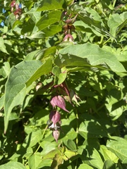 Leycesteria